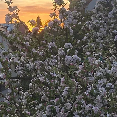 +authentic+ Апартаменты